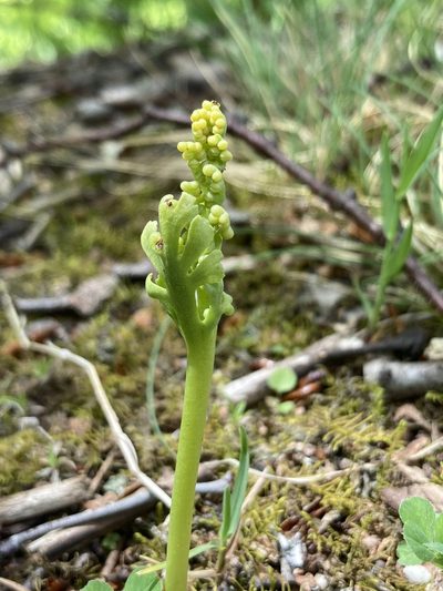 Botrychium campestre, photographed by er-birds