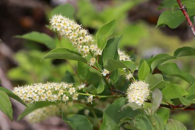 Prunus virginiana, photographed by Carol Ann Vermeer