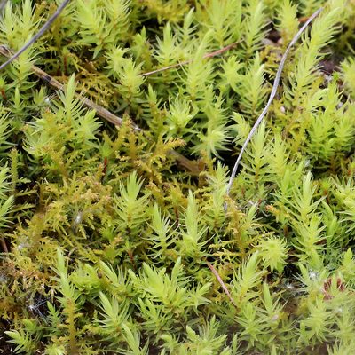 Aulacomnium palustre, photographed by Carol Ann Vermeer