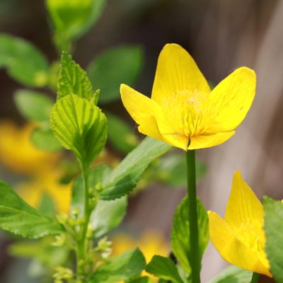 Caltha palustris, photographed by Carol Ann Vermeer