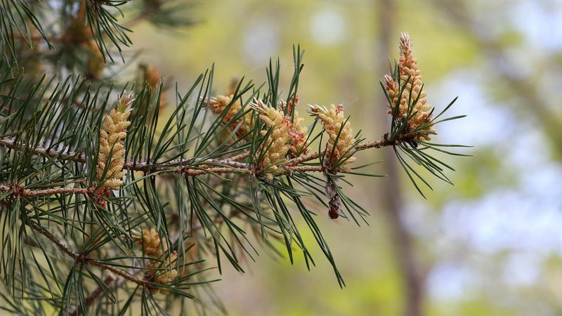 Pinus sylvestris, photographed by Carol Ann Vermeer