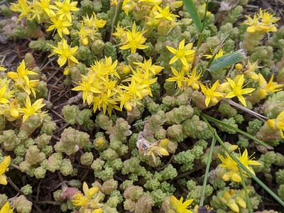 Sedum acre, photographed by bemma