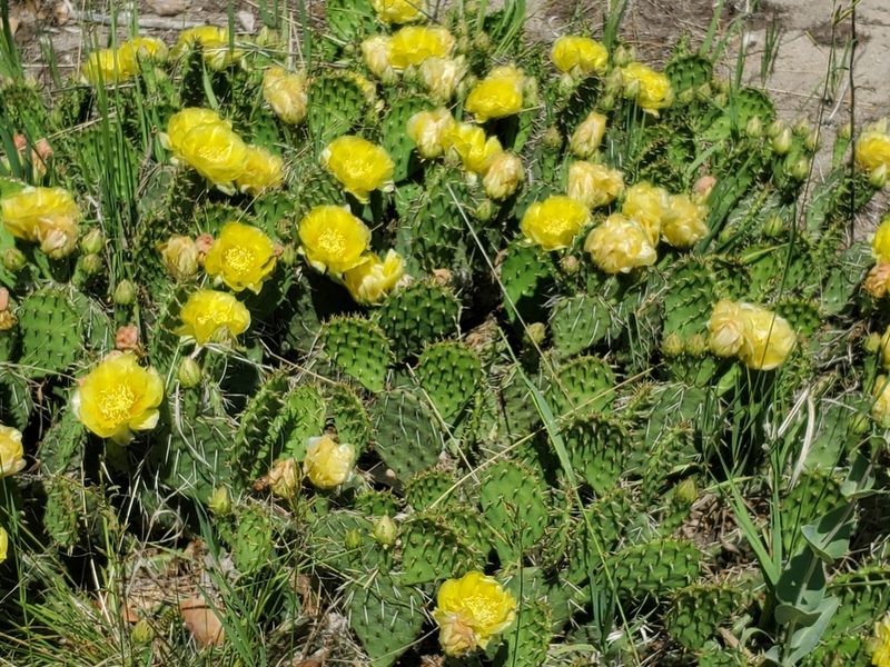 Opuntia cymochila, photographed by Craig Martin