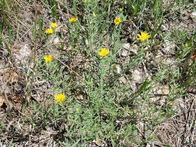 Chrysopsis villosa
