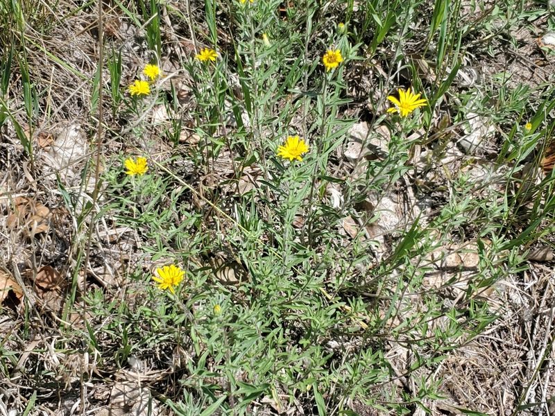 Chrysopsis villosa, photographed by Craig Martin