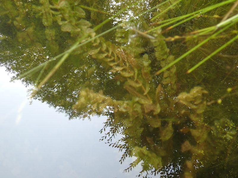 Potamogeton perfoliatus, photographed by Juraj Ahel