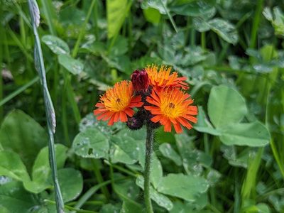 Pilosella aurantiaca, photographed by Attila Oláh