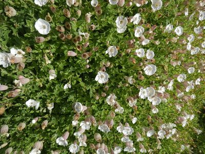 Silene uniflora, photographed by agujaceratops