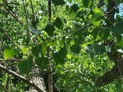 Populus deltoides, photographed by Craig Martin