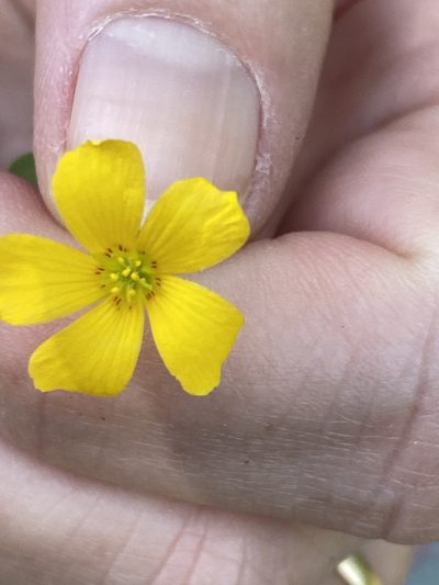 Oxalis colorea, photographed by Carol Ann McCormick
