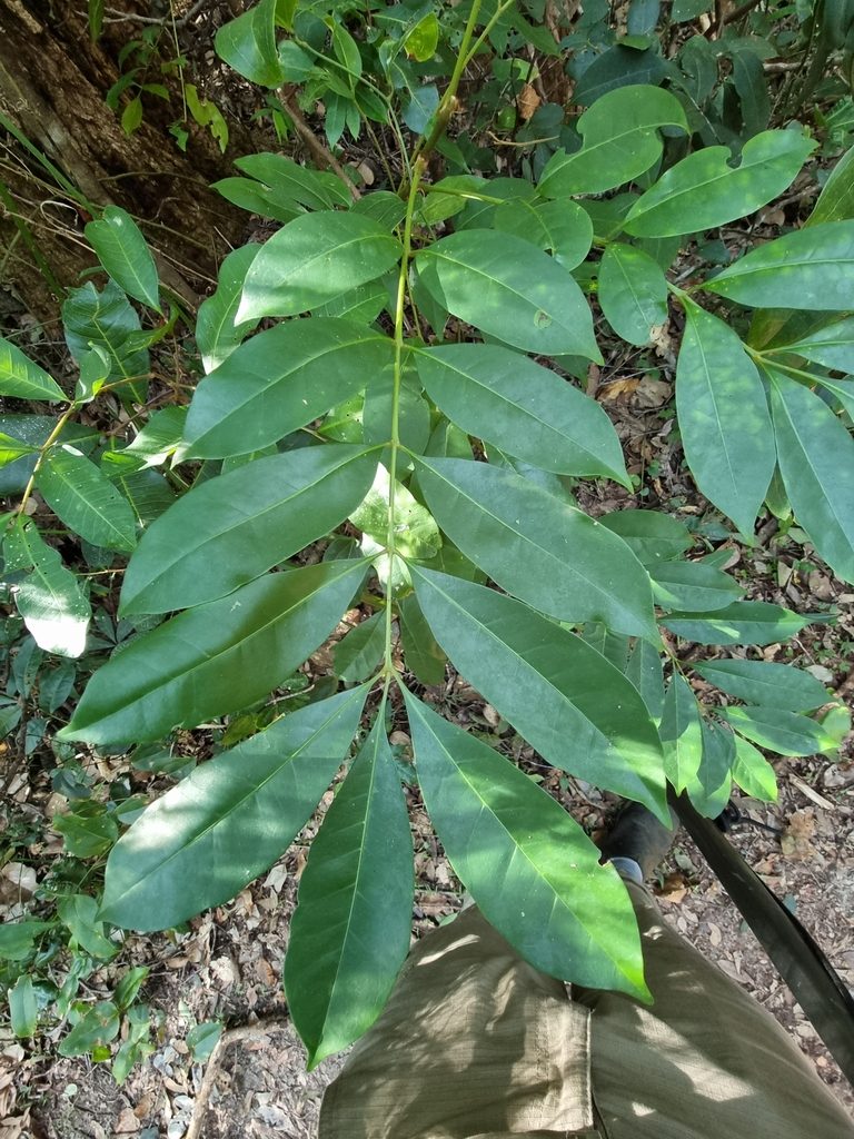 Didymocheton mollissimus, photographed by Richard Dimon