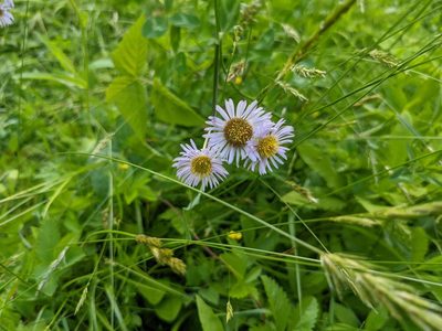 Erigeron pulchellus