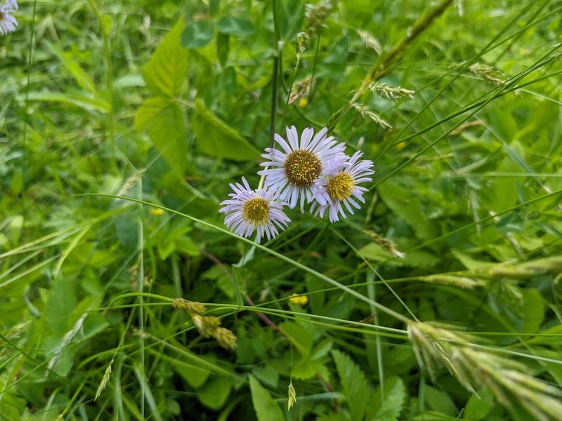 Erigeron pulchellus, photographed by Nick Kleinschmidt