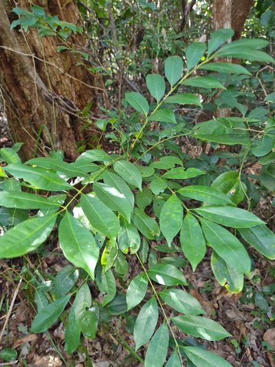Didymocheton mollissimus, photographed by Richard Dimon