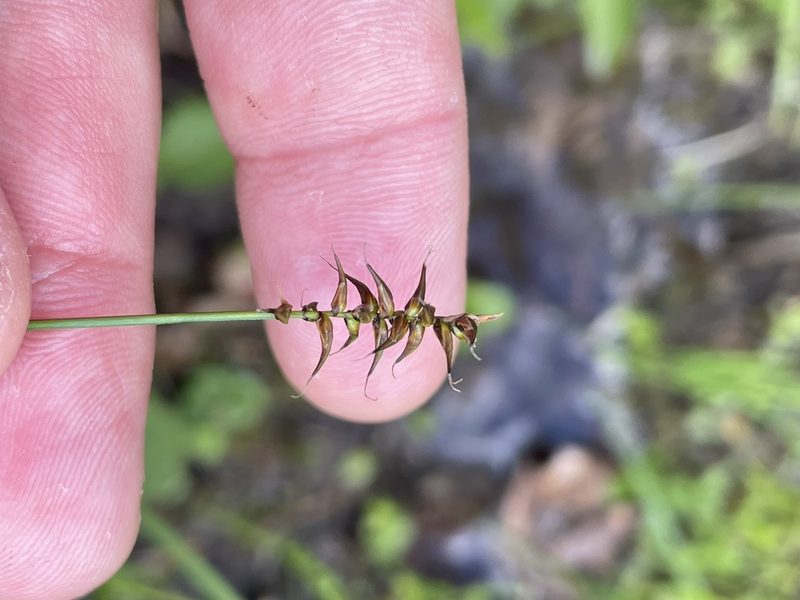 Carex davalliana, photographed by Thomas Ebner