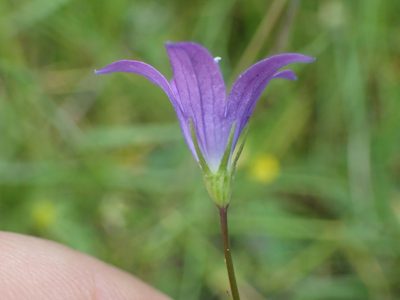 Campanula patula, photographed by Juraj Ahel