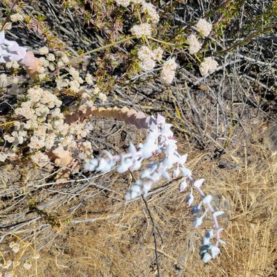 Dudleya pulverulenta, photographed by Dan Horowitz