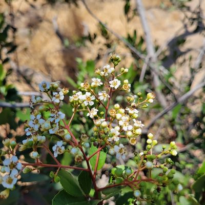 Photinia arbutifolia, photographed by Dan Horowitz