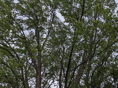Acer saccharinum, photographed by Nick Kleinschmidt