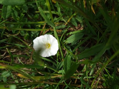 Convolvulus arvensis, photographed by mattnewnham