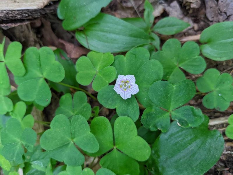 Oxalis montana, photographed by Nick Kleinschmidt