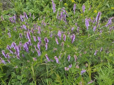 Vicia tenuifolia, photographed by iljar