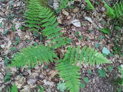 Dryopteris intermedia, photographed by Nick Kleinschmidt