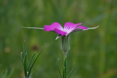 Agrostemma githago