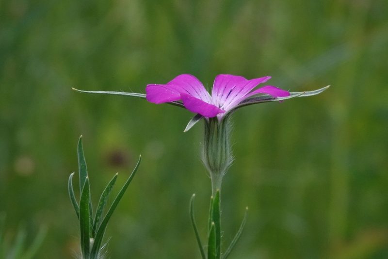 Agrostemma githago, photographed by Jais Knudsen
