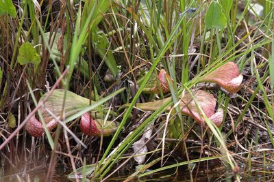 Sarracenia psittacina, photographed by Lauren McLaurin