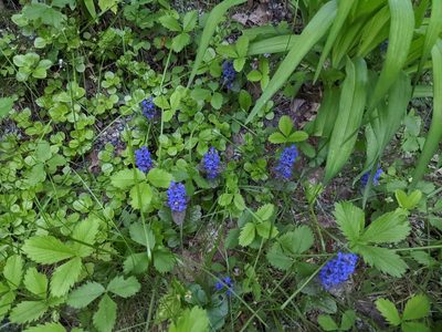 Ajuga reptans, photographed by Nick Kleinschmidt