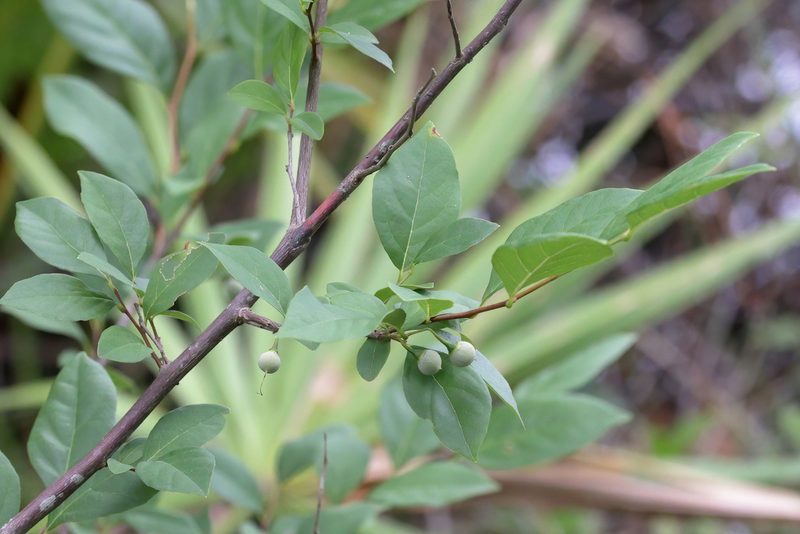Styrax americanus, photographed by Lauren McLaurin