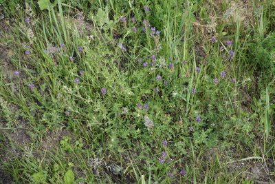 Astragalus danicus, photographed by Oleg Kosterin