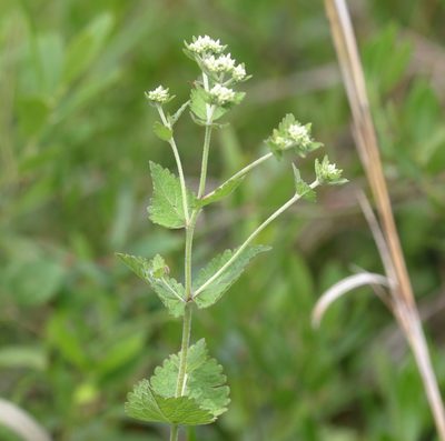 Eupatorium rotundifolium