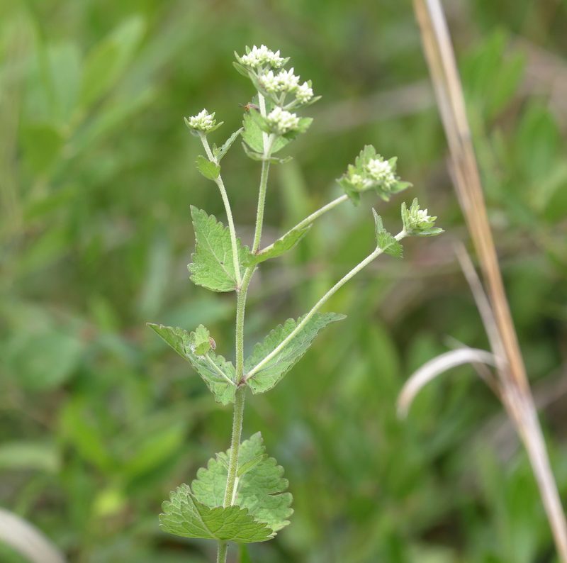 Eupatorium rotundifolium, photographed by Lauren McLaurin