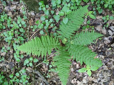 Athyrium filix-femina, photographed by Марина Давлетшина