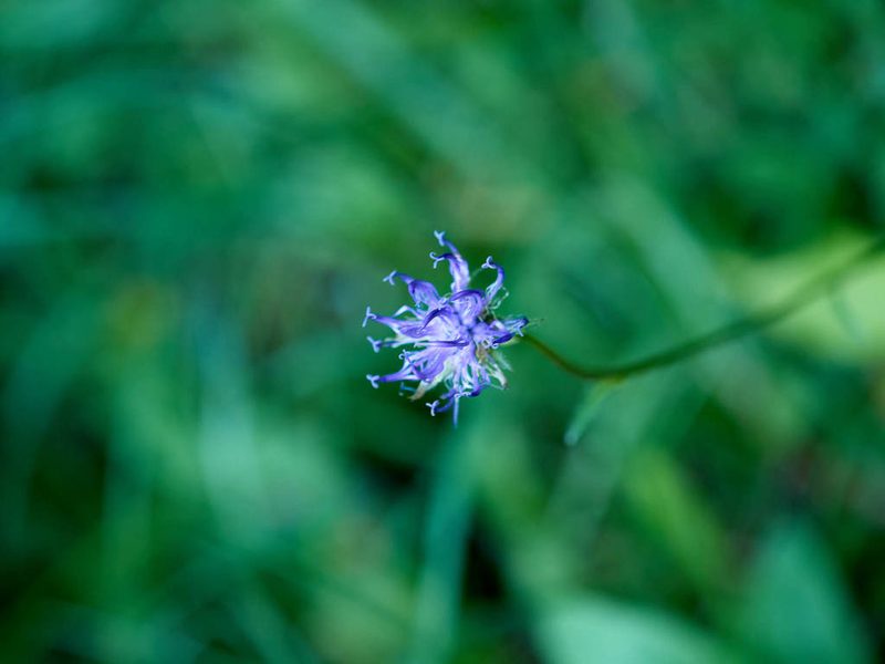 Phyteuma orbiculare, photographed by Andreas Stiller