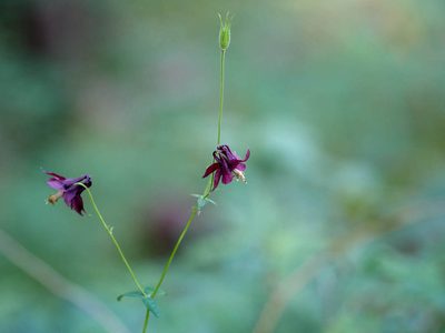 Aquilegia atrata, photographed by Andreas Stiller