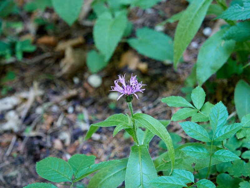 Centaurea montana, photographed by Andreas Stiller