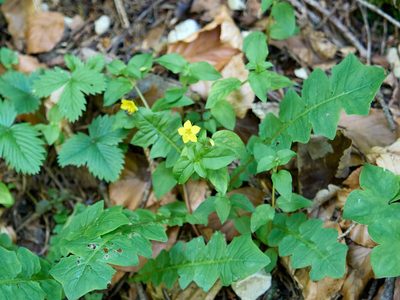 Lysimachia nemorum, photographed by Andreas Stiller