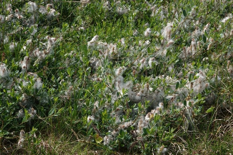 Salix repens, photographed by Jais Knudsen