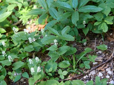 Maianthemum bifolium, photographed by Andreas Stiller
