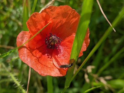Papaver rhoeas, photographed by bemma