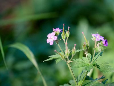 Geranium sylvaticum, photographed by Andreas Stiller