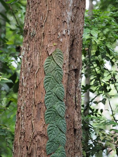 Ficus villosa, photographed by Cheongweei Gan