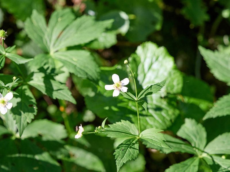 Ranunculus aconitifolius, photographed by Andreas Stiller