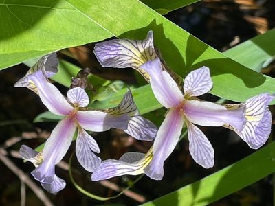 Iris versicolor, photographed by Tom Scavo