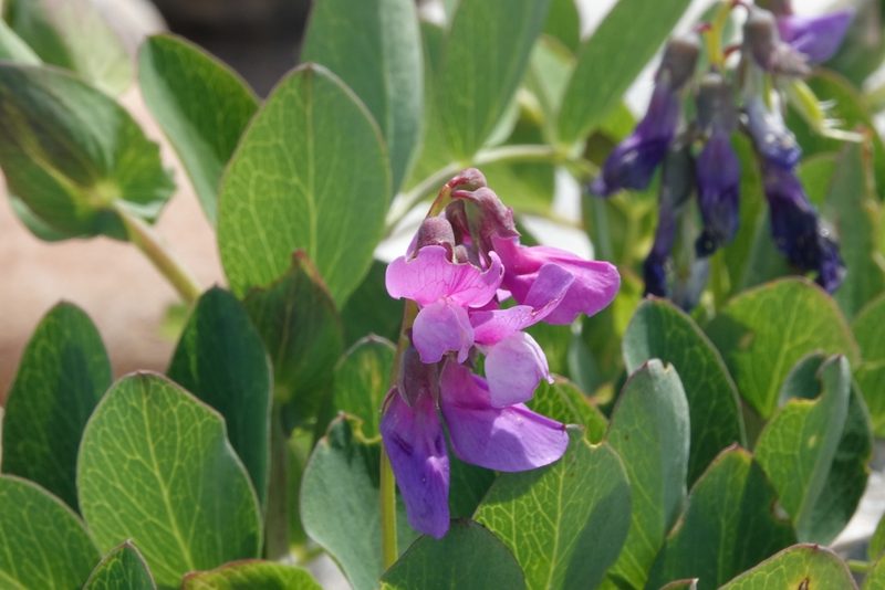 Lathyrus japonicus, photographed by Jais Knudsen