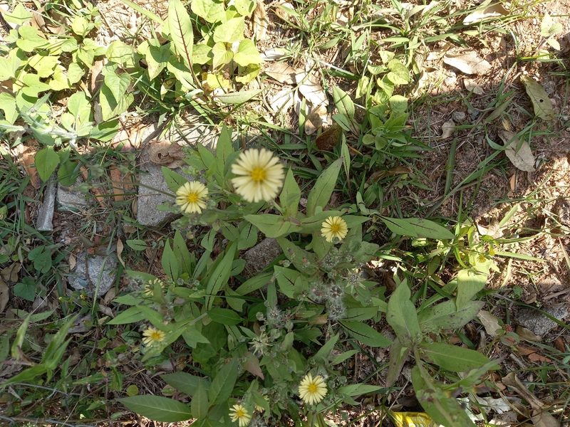 Lactuca indica, photographed by Hudson Alves Pinto
