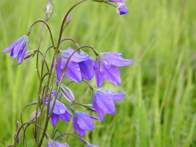Campanula stevenii, photographed by Ксения Волянская